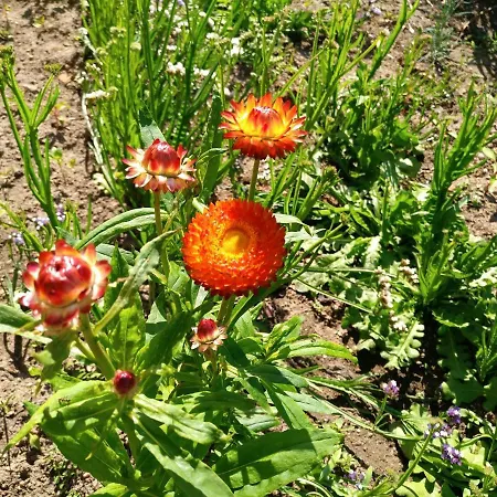 Сasa de vacaciones Casa Da Vovó Céu - Gandaresa - Country House, Entre Coimbra E Aveiro, A 15 Minutos Carro Mira - Quintal Com Piscina Insuflável *
