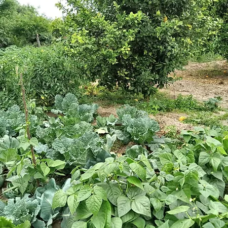 Casa Da Vovo Ceu - Gandaresa - Country House, Entre Coimbra E Aveiro, A 15 Minutos Carro Mira - Quintal Com Piscina Insuflavel * Cantanhede