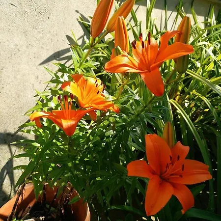 Сasa de vacaciones Casa Da Vovó Céu - Gandaresa - Country House, Entre Coimbra E Aveiro, A 15 Minutos Carro Mira - Quintal Com Piscina Insuflável Cantanhede