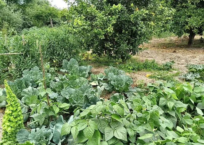 Casa Da Vovo Ceu - Gandaresa - Country House, Entre Coimbra E Aveiro, A 15 Minutos Carro Mira - Quintal Com Piscina Insuflavel * Cantanhede